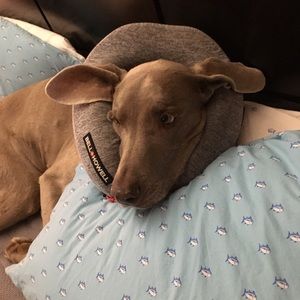 Meet your Posher, Bridell